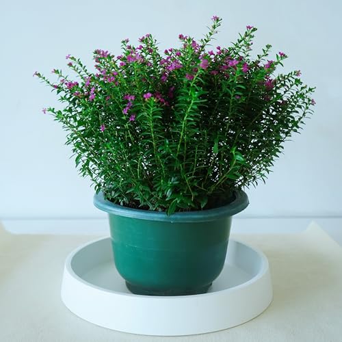 1 Pack Plant Saucer Tray for Ceramic Plastic Pots, 6 inch Plant Saucers for Indoors, Pot Saucers Trays, Flower Planter Water Drip Trays for Pots Base (6", White) - color: White, size: 6" (1 Pack)