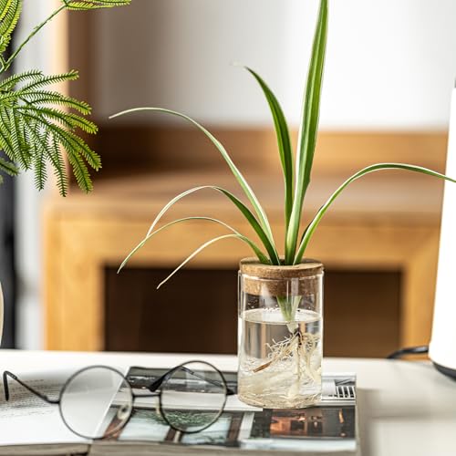 Snminetal Glass Plant Propagation Station Set of 6, Modern Desktop Flower Vase for Succulent Cuttings, Home Office Decoration, Ideal Housewarming Gift for Living Room, Bedroom
