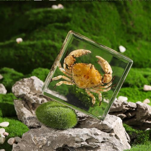 Taxidermy Crab, Real Crab Specimens Animal Specimen in Resin for Science Classroom Science Education, Great Gift for Fans of Taxidermy, Animal Skull, Oddities, Biology (3 x 3 x 1 inch) - color: Crab B