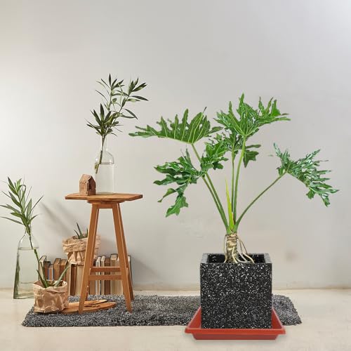 Square Plant Saucer 10 Inch 2 Pack, Plant Drip Trays and Flower Pot Saucers，Doubles Plant Water Catcher Tray, Plant Trays for Indoors No Holes, Plant Drainage Tray Saucers for Potted Plants - color: Terra Cotta, size: 10"(2Pack)