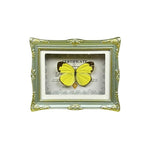 1Pcs Real Butterfly Framed Handmade, Taxidermy Butterfly Shadow Box Collection, Framed Butterfly Taxidermy for Oddities and Curiosities Gifts Tabletop Ornaments (H-Butterfly Specimen+Photo Frame) - color: H-butterfly Specimen+photo Frame