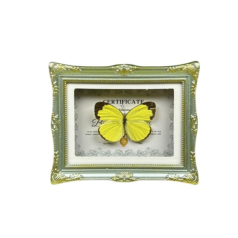 1Pcs Real Butterfly Framed Handmade, Taxidermy Butterfly Shadow Box Collection, Framed Butterfly Taxidermy for Oddities and Curiosities Gifts Tabletop Ornaments (H-Butterfly Specimen+Photo Frame) - color: H-butterfly Specimen+photo Frame