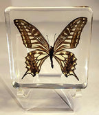 HQRP-Crystal 3" Acrylic Display Stand Pedestal for Crystal Heart / Slice / Slab and other Stones - size: 3"