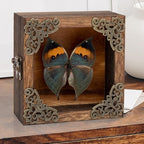 Real Butterfly Shadow Box Picture Frame - Framed Butterfly Taxidermy Meticulously Handcrafted, Gothic Decor Butterfly Small Shadow Box (Dried Leaf Butterfly (Family Papilionidae)) - color: Dried Leaf Butterfly (Family Papilionidae)