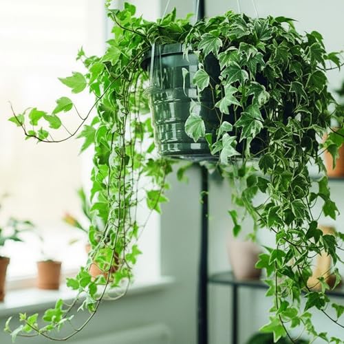 Curtis Wagner Plastics Hanging Basket Drip Pans (5-Pack) | Clear, Round (Diameter = 6.25" Base, 8" Top, 3.5" Depth) Hanging Plant Tray Saucer with Built-in Hooks & Water Catcher for Indoor & Outdoor - color: Hanging, size: 6.25"