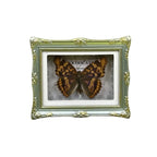 1Pcs Real Butterfly Framed Handmade, Taxidermy Butterfly Shadow Box Collection, Framed Butterfly Taxidermy for Oddities and Curiosities Gifts Tabletop Ornaments (J-Butterfly Specimen+Photo Frame) - color: J-butterfly Specimen+photo Frame