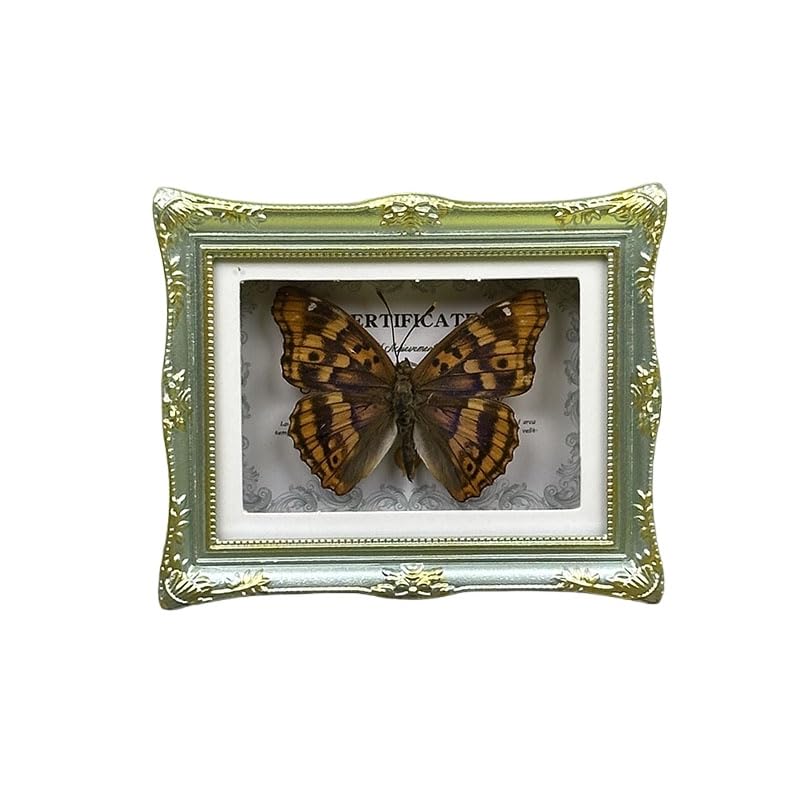 1Pcs Real Butterfly Framed Handmade, Taxidermy Butterfly Shadow Box Collection, Framed Butterfly Taxidermy for Oddities and Curiosities Gifts Tabletop Ornaments (J-Butterfly Specimen+Photo Frame) - color: J-butterfly Specimen+photo Frame