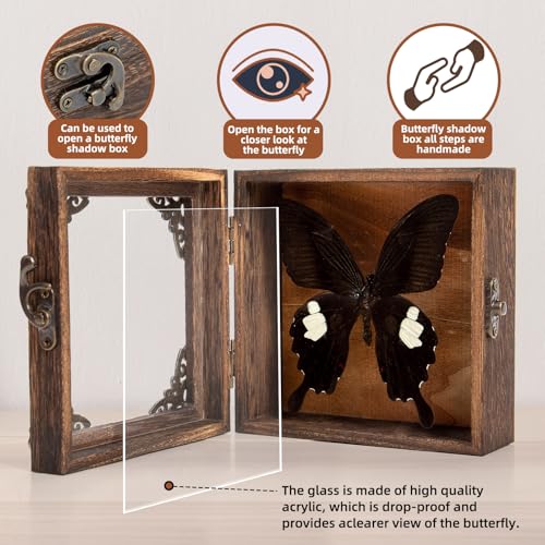 Taxidermy Butterfly Shadow Box Picture Frame - Real Butterfly Framed Meticulously Handcrafted, Framed Butterfly Taxidermy Gothic Room Decor Great White Spotted Butterfly (Family Papilionidae) - color: Great White Spotted Butterfly (Family Papilionidae)