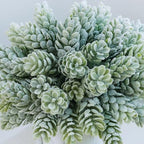 Winlyn Set of 3 Small Artificial Succulent Potted Plants Fake Aloe Hops String of Pearls in Modern Marble Ceramic Planter for Home Garden Bathroom Shelf Office Desk Tabletop Indoor Outdoor Décor