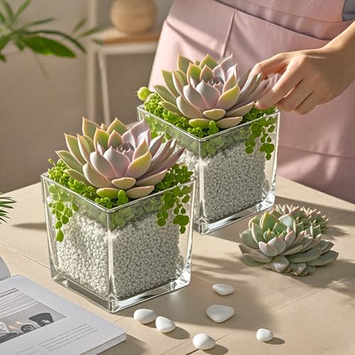 CONNOO 6 Pack Square Glass Vase 5" x 5" x 5", Clear Bulk Flower Vases for Centerpieces, Square Glass Cube Vase Floating Candle Holders for Wedding Party Home Decor - size: 6 Pack 5 Inch