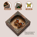 Real Framed Butterflies Shadow Boxes - Framed Butterfly Taxidermy Unique Metal Pushpin Fixation, Oddities and Curiosities Gifts Butterfly Decoration Box (Tabby Butterfly (Family Papilionidae)) - color: Tabby Butterfly (Family Papilionidae)