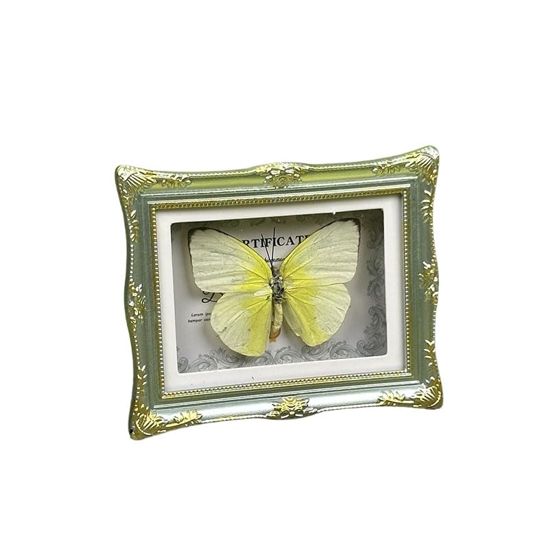 1Pcs Real Butterfly Framed Handmade, Taxidermy Butterfly Shadow Box Collection, Framed Butterfly Taxidermy for Oddities and Curiosities Gifts Tabletop Ornaments (E-Butterfly Specimen+Photo Frame) - color: E-butterfly Specimen+photo Frame