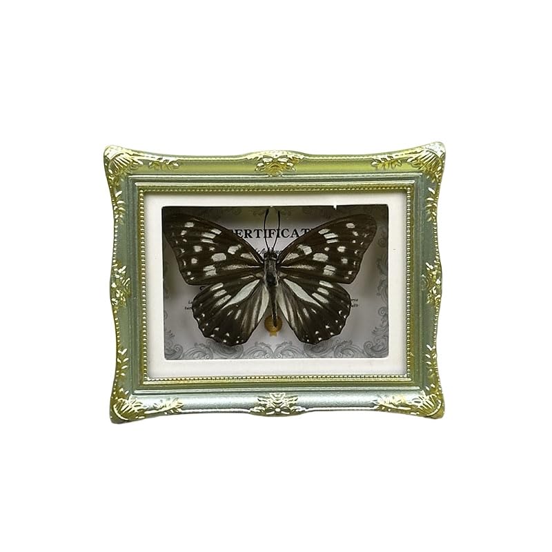 1Pcs Real Butterfly Framed Handmade, Taxidermy Butterfly Shadow Box Collection, Framed Butterfly Taxidermy for Oddities and Curiosities Gifts Tabletop Ornaments (I-Butterfly Specimen+Photo Frame) - color: I-butterfly Specimen+photo Frame
