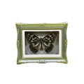 1Pcs Real Butterfly Framed Handmade, Taxidermy Butterfly Shadow Box Collection, Framed Butterfly Taxidermy for Oddities and Curiosities Gifts Tabletop Ornaments (I-Butterfly Specimen+Photo Frame) - color: I-butterfly Specimen+photo Frame