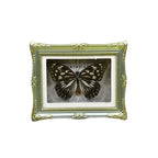1Pcs Real Butterfly Framed Handmade, Taxidermy Butterfly Shadow Box Collection, Framed Butterfly Taxidermy for Oddities and Curiosities Gifts Tabletop Ornaments (I-Butterfly Specimen+Photo Frame) - color: I-butterfly Specimen+photo Frame