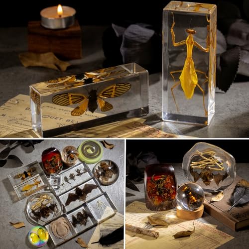 Real Bat Skeleton Specimen in Resin - Authentic Bat Bones for Science Education, Biology Study, Oddities Collectors, and Unique Decor - color: Bat Skeleton Specimen