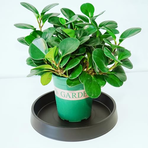 1 Pack Plant Saucer Tray for Ceramic Plastic Pots, 6 inch Plant Saucers for Indoors, Pot Saucers Trays, Flower Planter Water Drip Trays for Pots Base (6", Black) - color: Dark Black, size: 6" (1 Pack)