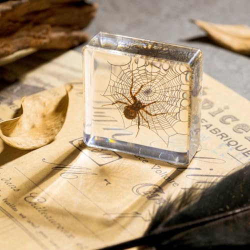 Real Spider Specimen in Resin - with Simulated Spider Web, Perfect for Science Education, Oddities Collectors, and Biology Enthusiasts(Spider Specimen) - color: Spider Specimen
