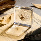 Real Spider Specimen in Resin - with Simulated Spider Web, Perfect for Science Education, Oddities Collectors, and Biology Enthusiasts(Spider Specimen) - color: Spider Specimen