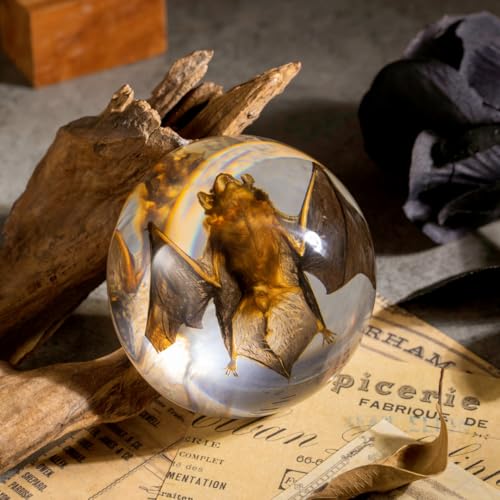 Real Bat Specimen in Dome Resin - Authentic Bat Preserved in Half-Sphere Resin, Perfect for Science Education, Oddities Collectors, and Unique Decor - color: Bat Specimen (3.5" Round)