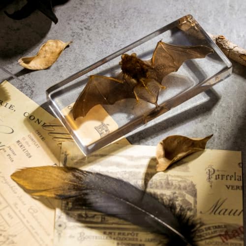 Real Bat Specimen in Clear Resin Block - Preserved Animal Taxidermy for Biology Study, Gothic Home Decor, Oddity Collections (5.5"x2.5"x0.7") Science Display & Unique Gift Idea - color: Bat Specimen (5.5" X 2.5" X 0.7")