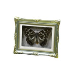 1Pcs Real Butterfly Framed Handmade, Taxidermy Butterfly Shadow Box Collection, Framed Butterfly Taxidermy for Oddities and Curiosities Gifts Tabletop Ornaments (I-Butterfly Specimen+Photo Frame) - color: I-butterfly Specimen+photo Frame