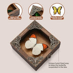 Real Taxidermy Butterfly Shadow Box - Framed Butterfly Taxidermy Unique Metal Pushpin Fixation, Goth Gifts Butterfly Decoration Box (Crane Crest White Butterfly (Family Papilionidae) - color: Crane Crest White Butterfly (Family Papilionidae)