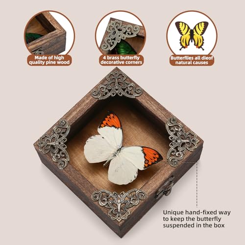 Real Taxidermy Butterfly Shadow Box - Framed Butterfly Taxidermy Unique Metal Pushpin Fixation, Goth Gifts Butterfly Decoration Box (Crane Crest White Butterfly (Family Papilionidae) - color: Crane Crest White Butterfly (Family Papilionidae)