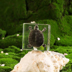 Taxidermy Turtle, Real Turtle Specimens Animal Specimen in Resin for Science Classroom Science Education, Great Gift for Fans of Taxidermy, Animal Skull, Oddities, Biology (3 x 3 x 1 inch) - color: Turtle