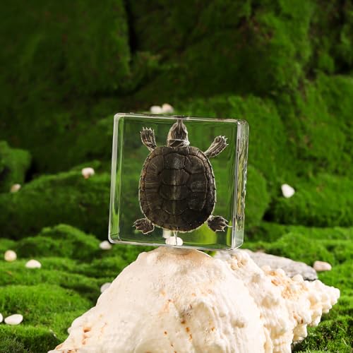 Taxidermy Turtle, Real Turtle Specimens Animal Specimen in Resin for Science Classroom Science Education, Great Gift for Fans of Taxidermy, Animal Skull, Oddities, Biology (3 x 3 x 1 inch) - color: Turtle