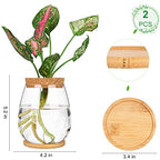 2 Pcs Propagation Vases, Tabletop Plant Terrarium for Propagating Hydroponic, Glass Terrarium Vase Jars, Home Kitchen Decorations and Gifts for Plant Lovers - size: 4.2" L x 4.2" W x 5.2"H