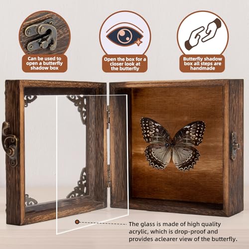 Real Butterfly Shadow Box Picture Frame - Framed Butterfly Taxidermy Meticulously Handcrafted, Gothic Decor Butterfly Small Shadow Box (Male Red Saw Nymphalid (Nymphalidae)) - color: Male Red Saw Nymphalid (Nymphalidae)
