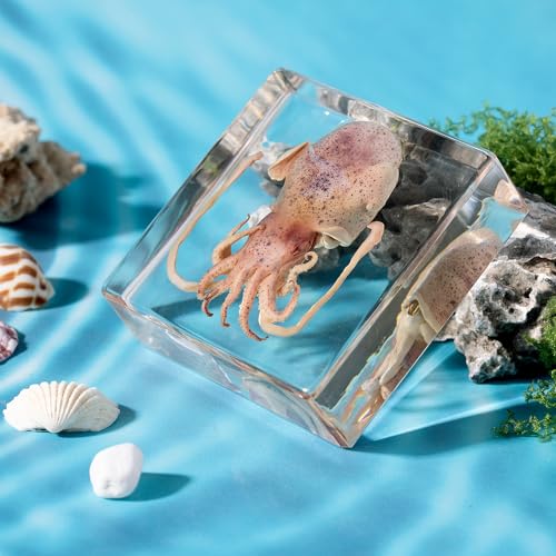 Taxidermy Squid, Real Squid Specimens Animal Specimen in Resin for Science Classroom Science Education, Great Gift for Fans of Taxidermy, Animal Skull, Oddities, Biology (3 x 3 x 1 inch) - color: Squid