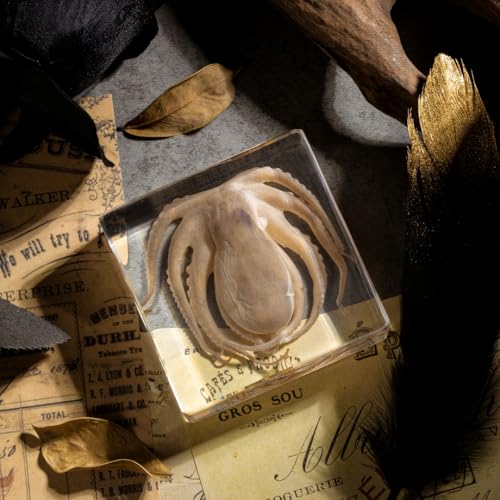 Preserved Octopus Specimen in Resin – Real Taxidermy Octopus Block for Science, Marine Biology, & Oddity Collectors (3" x 3" x 1") – Unique Desk Decor, Classroom Tool, and Gothic Gift - color: Octopus (3" X 3" X 1")