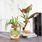 Biggun Plants Propagation Station - 2Pcs Desktop Plant Terrarium Glass Hydroponic Vases, Water Plant Jars, Gardening Gifts for Women Mom Plant Lovers (Water Drop Shape, Separated Tray Style)