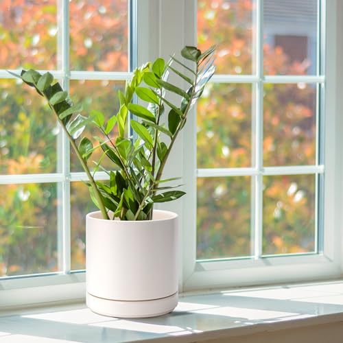 D'vine Dev Set of 2 Plants Pots, 6.5 Inch Ceramic Planter Pot for Plants with Drainage Hole and Saucer, Oatmeal, 94-V-C-8 - color: Oatmeal, size: 6 Inch
