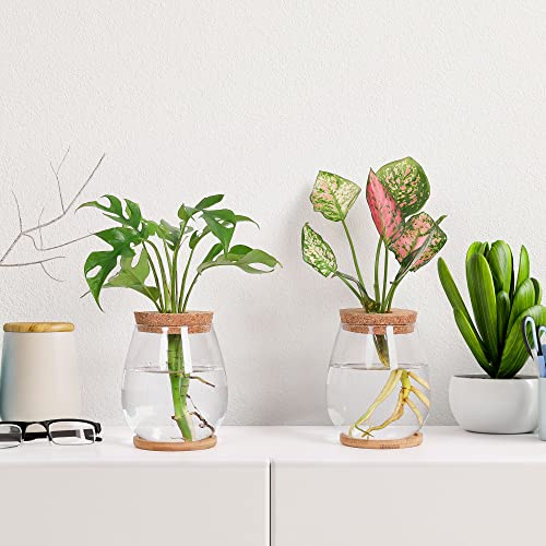 2 Pcs Propagation Vases, Tabletop Plant Terrarium for Propagating Hydroponic, Glass Terrarium Vase Jars, Home Kitchen Decorations and Gifts for Plant Lovers - size: 4.2" L x 4.2" W x 5.2"H
