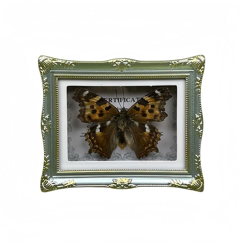 1Pcs Real Butterfly Framed Handmade, Taxidermy Butterfly Shadow Box Collection, Framed Butterfly Taxidermy for Oddities and Curiosities Gifts Tabletop ornaments (A-Butterfly specimen+photo frame) - color: A-Butterfly specimen+photo frame