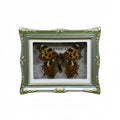 1Pcs Real Butterfly Framed Handmade, Taxidermy Butterfly Shadow Box Collection, Framed Butterfly Taxidermy for Oddities and Curiosities Gifts Tabletop ornaments (A-Butterfly specimen+photo frame) - color: A-Butterfly specimen+photo frame