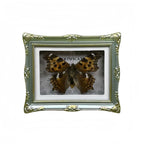 1Pcs Real Butterfly Framed Handmade, Taxidermy Butterfly Shadow Box Collection, Framed Butterfly Taxidermy for Oddities and Curiosities Gifts Tabletop ornaments (A-Butterfly specimen+photo frame) - color: A-Butterfly specimen+photo frame