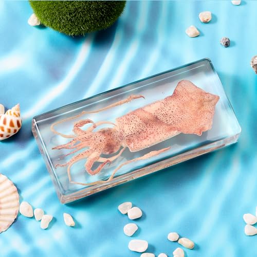 Taxidermy Squid, Real Squid Specimens Animal Specimen in Resin for Science Classroom Science Education, Great Gift for Fans of Taxidermy, Animal Skull, Oddities, Biology (5.5x2.5x0.7 Inch) - color: Squid (5.5x2.5x1 Inch)