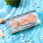 Taxidermy Squid, Real Squid Specimens Animal Specimen in Resin for Science Classroom Science Education, Great Gift for Fans of Taxidermy, Animal Skull, Oddities, Biology (5.5x2.5x0.7 Inch) - color: Squid (5.5x2.5x1 Inch)