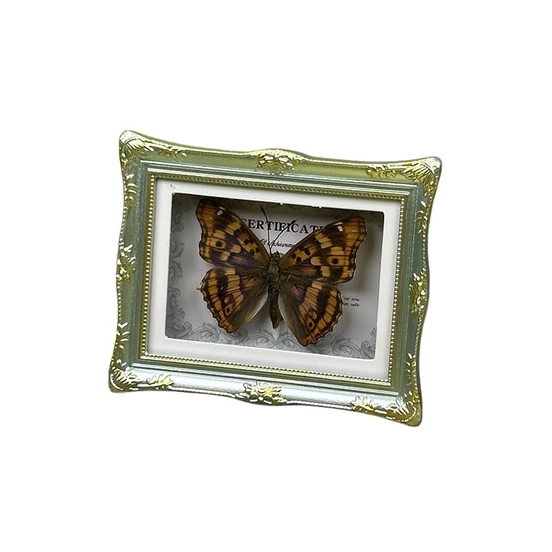 1Pcs Real Butterfly Framed Handmade, Taxidermy Butterfly Shadow Box Collection, Framed Butterfly Taxidermy for Oddities and Curiosities Gifts Tabletop Ornaments (J-Butterfly Specimen+Photo Frame) - color: J-butterfly Specimen+photo Frame