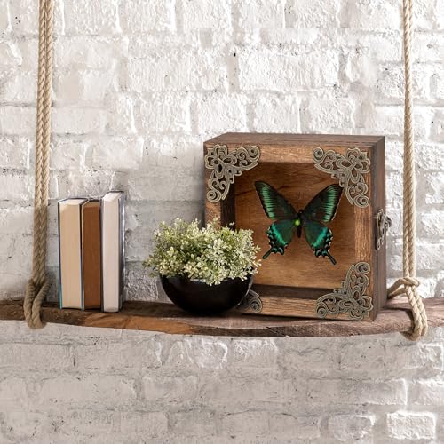 Real Taxidermy Butterfly Shadow Box - Framed Butterfly Taxidermy Meticulously Handcrafted, Goth Gifts Butterfly Decoration Box (Spring-Type Green-Banded Crested Butterfly (Family Papilionidae)) - color: Spring-type Green-banded Crested Butterfly (Family P