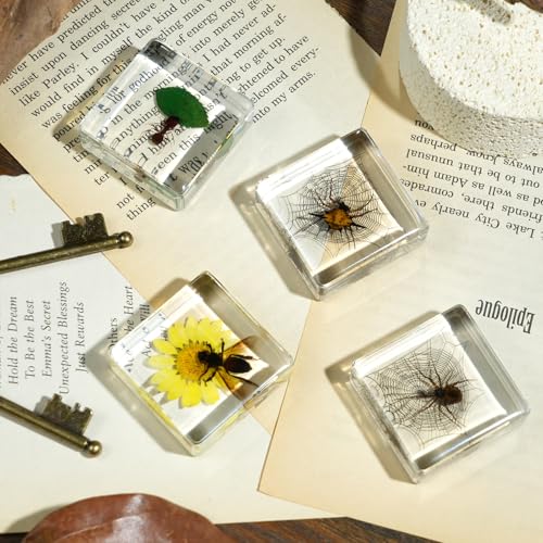 4Pcs Insect Taxidermy in Resin Specimen Set - Bugs in Clear Block for Oddities Collection, Home Decor & Unique Gift (1.5x1.5 inch) - color: 4pcs Insect (1.5x1.5in)