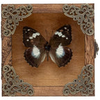Real Taxidermy Butterfly Shadow Boxes - Framed Butterfly Unique Metal Pushpin Fixation, Oddities and Curiosities Gifts Butterfly Decoration Box (White-Spotted Nymphalid (Nymphalidae)) - color: White-spotted Nymphalid (Nymphalidae)