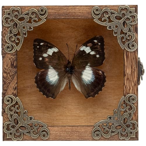 Real Taxidermy Butterfly Shadow Boxes - Framed Butterfly Unique Metal Pushpin Fixation, Oddities and Curiosities Gifts Butterfly Decoration Box (White-Spotted Nymphalid (Nymphalidae)) - color: White-spotted Nymphalid (Nymphalidae)