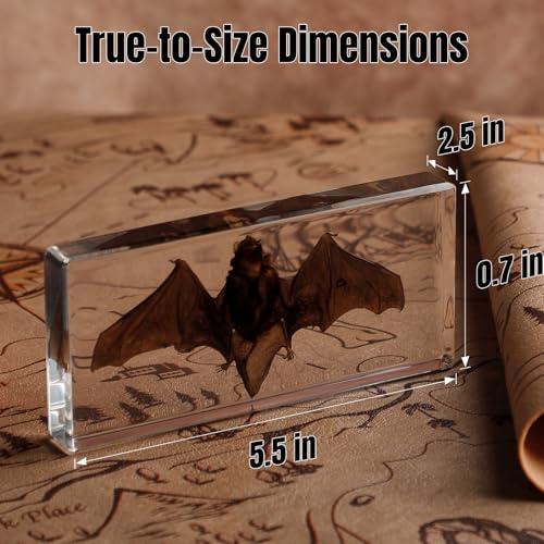 Taxidermy Bat Specimen in Resin – Real Preserved Animal Specimen, Oddities Collectible & Gothic Decor for Science Classroom, Unique Halloween, Christmas & Birthday Gift(5.5 x 2.5 x 0.7 inch) - color: Taxidermy Bat(5.5 x 2.5 x 0.7 inch)