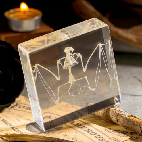 Real Bat Skeleton Specimen in Resin - Authentic Bat Bones for Science Education, Biology Study, Oddities Collectors, and Unique Decor - color: Bat Skeleton Specimen