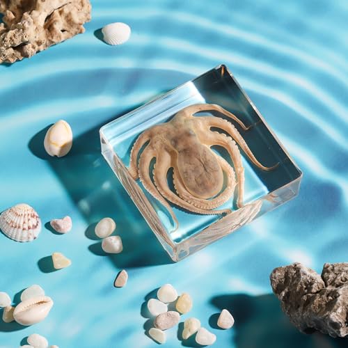 Taxidermy Octopus, Real Octopus Specimens Animal Specimen in Resin for Science Classroom Science Education, Great Gift for Fans of Taxidermy, Animal Skull, Oddities, Biology (3 x 3 x 1 inch) - color: Octopus